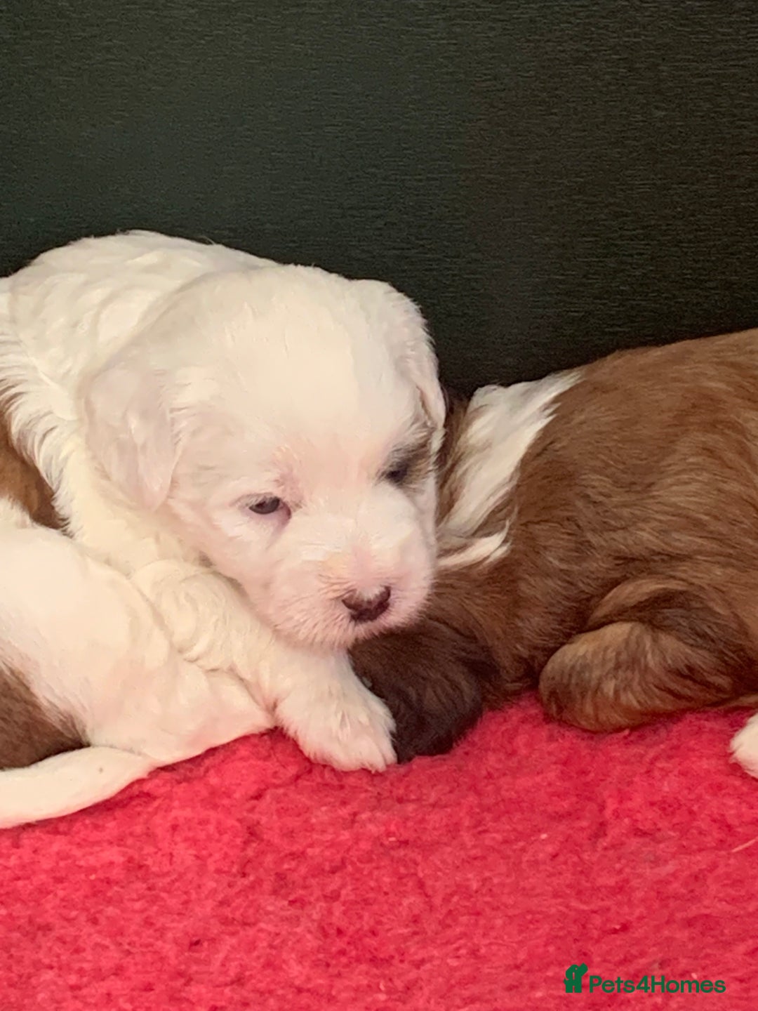 Tibetan Terrier dogs for sale: Beautiful Tibetan terrier puppies - Advert 5