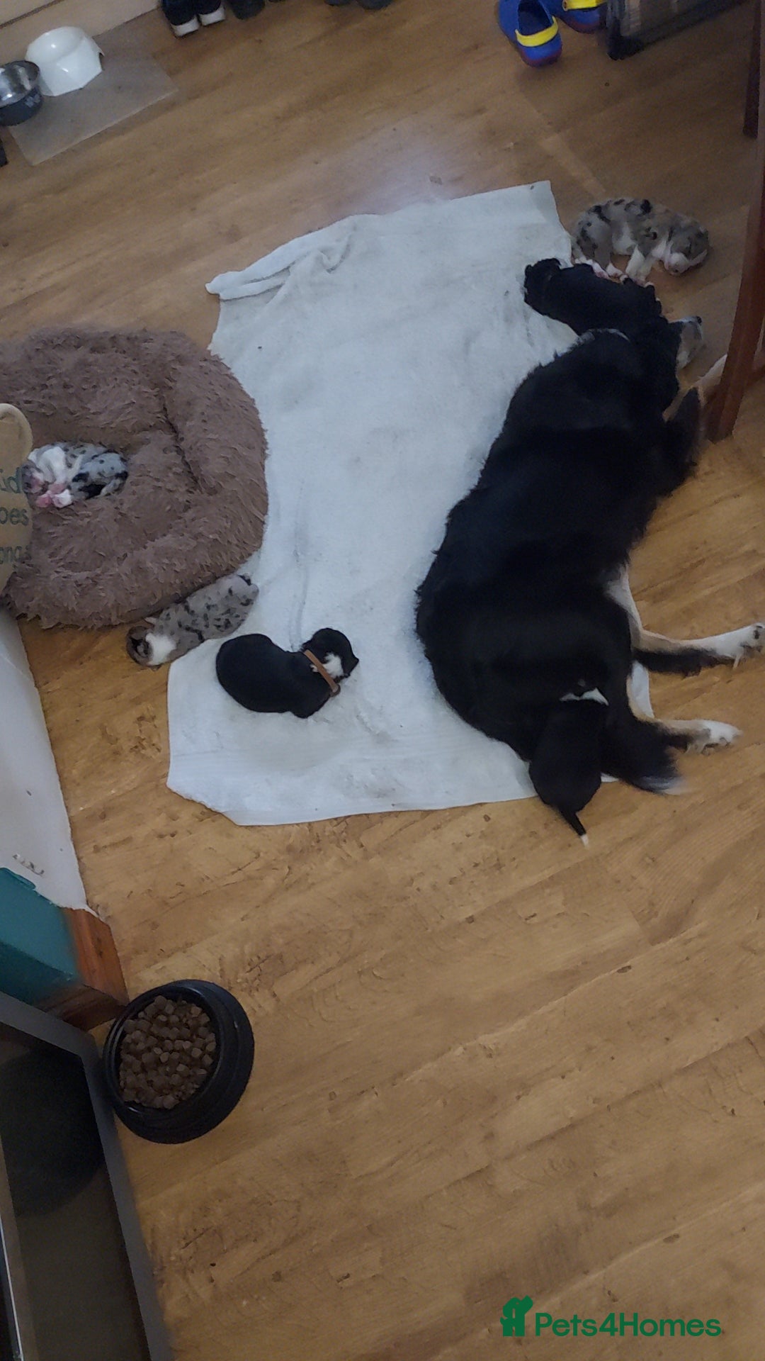 Border Collie dogs for sale: Border collie pups - Image 5