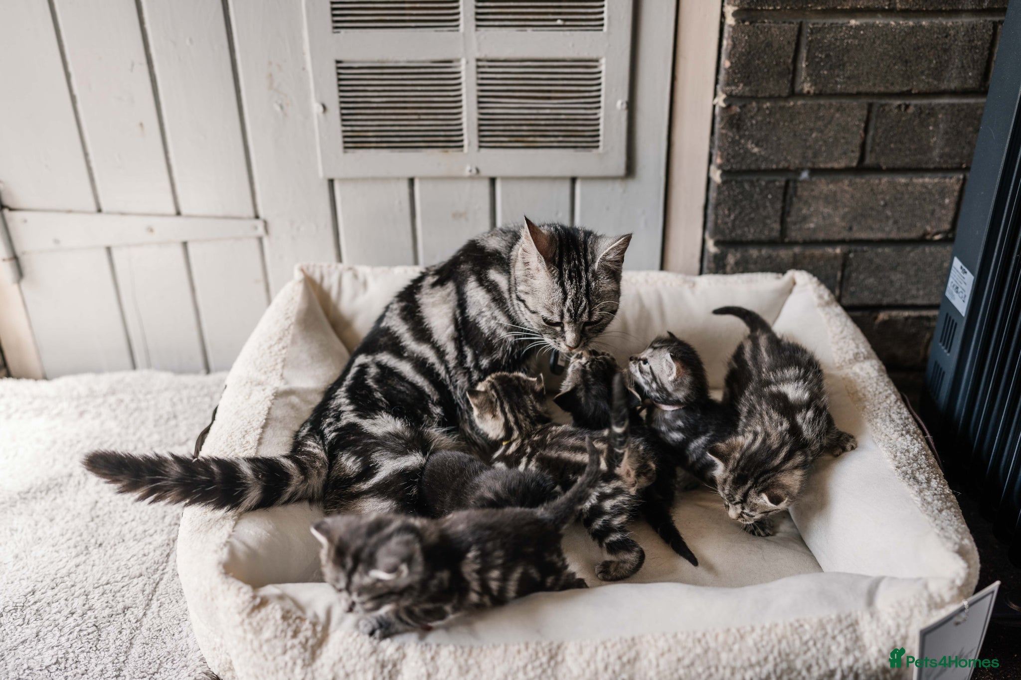 Mixed Breed cats Gorgeous British shorthair tabby litter - Advert 16