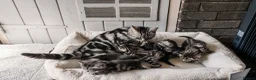 British Shorthair cats for sale: Gorgeous British shorthair tabby litter - Advert 32