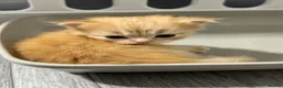 British Longhair cats for sale: 1 Ginger Male Longhair - Advert 3