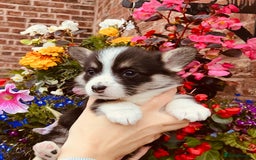 Welsh Corgi Pembroke dogs for sale: Pedigree, health tested parents, licensed breeder - Image 11