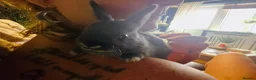 Netherland Dwarf rabbits for sale: 2 bunnies  in Cambridge - Advert 3