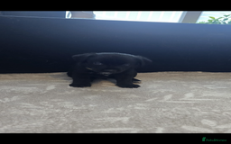 Goldador dogs for sale: Goldador x Labrottie Miniature Puppies for Sale - Advert 21