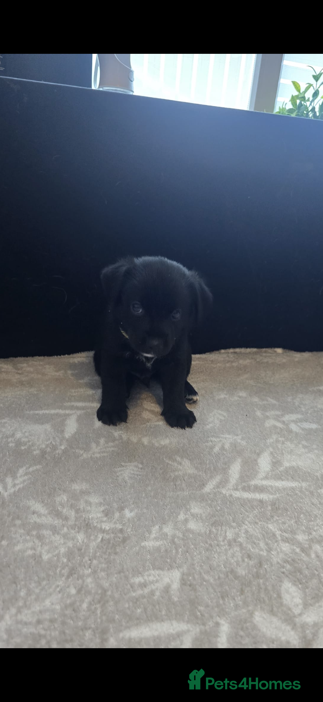 Goldador dogs for sale: Goldador x Labrottie Miniature Puppies for Sale - Advert 21