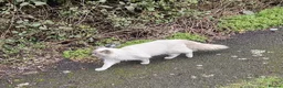 Ragdoll cats for sale: PURE BREED RAGDOLL CAT - Advert 6