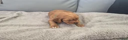 Cocker Spaniel dogs for sale: Cocker spaniel boys for sale in Barnstaple - Advert 4