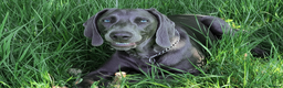 Weimaraner dogs for stud: No Cost 1 Year Old Blue Weimaraner For Stud - Advert 4