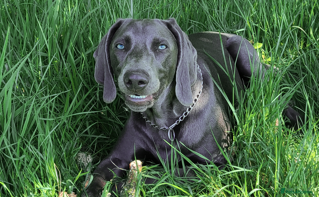 Weimaraner dogs for stud: No Cost 1 Year Old Blue Weimaraner For Stud - Advert 4