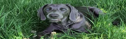 Weimaraner dogs for stud: No Cost 1 Year Old Blue Weimaraner For Stud - Advert 10