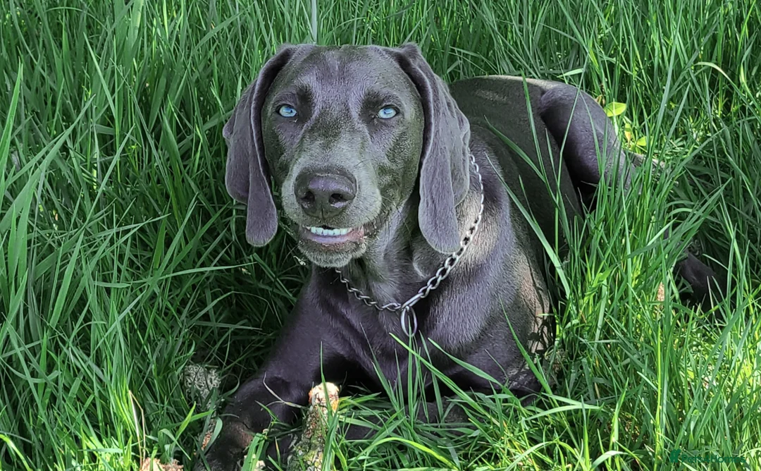 Weimaraner dogs for stud: No Cost 1 Year Old Blue Weimaraner For Stud - Advert 10
