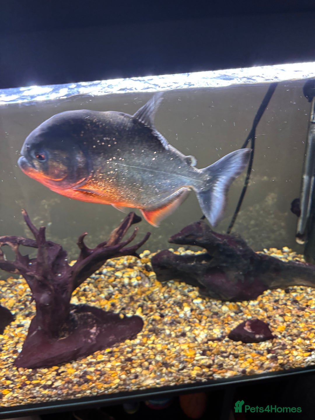 Piranhas fish for sale: Red bellied pirahna - Image 3