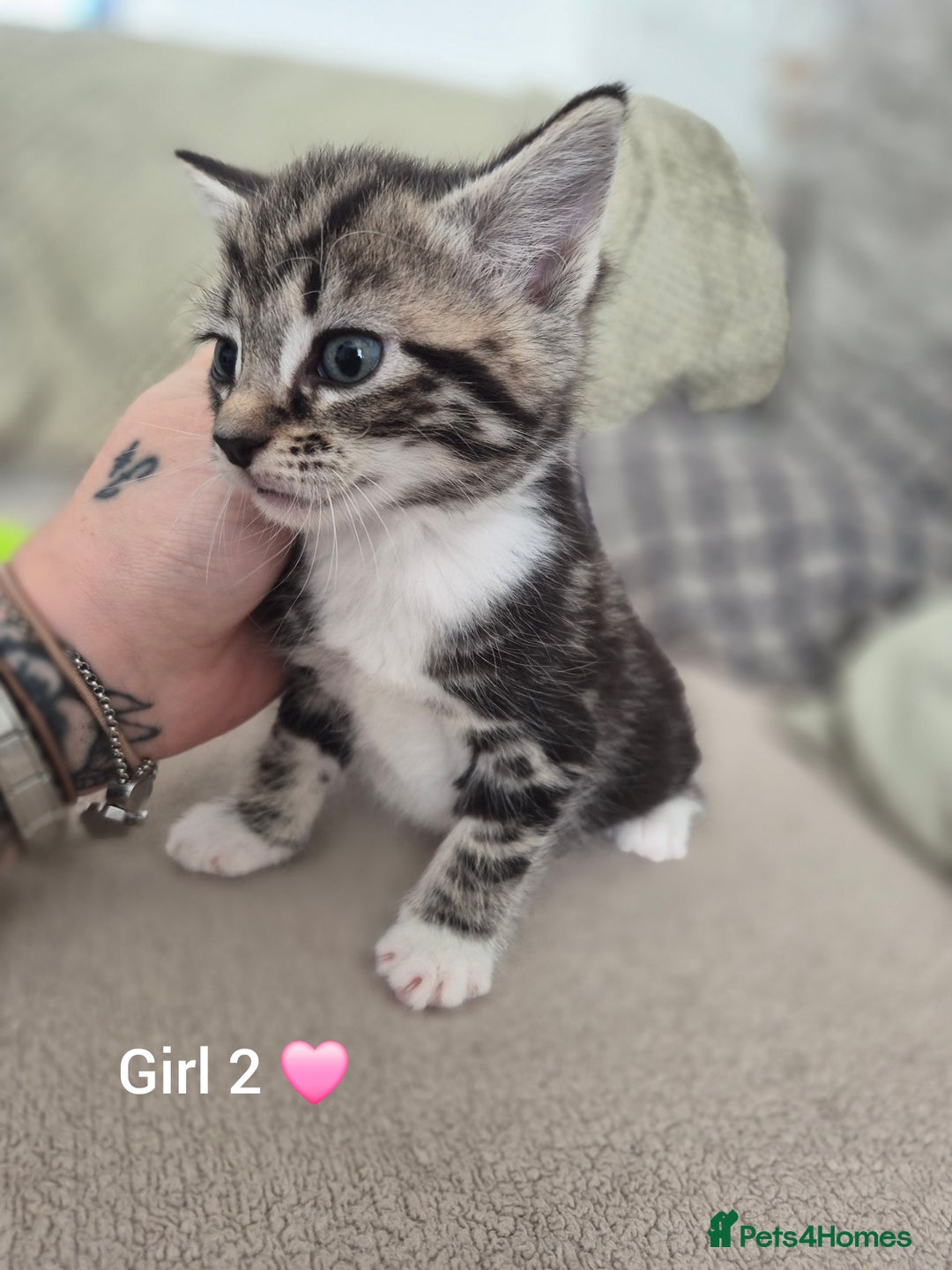 Mixed Breed cats for sale: Beautiful grey and tabby kittens  - Advert 10