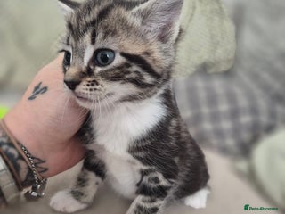 Mixed Breed cats Beautiful grey and tabby kittens - Advert 1