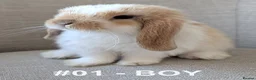 Mini Lop rabbits for sale: Exceptional Mini-Lops. Collect: Sun 16th August - Advert 1