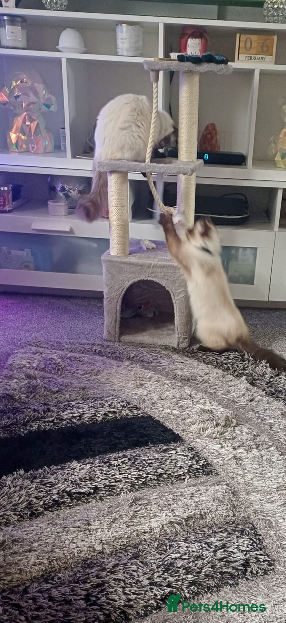 Ragdoll cats Two Ragdolls for Rehome/sale - Advert 1