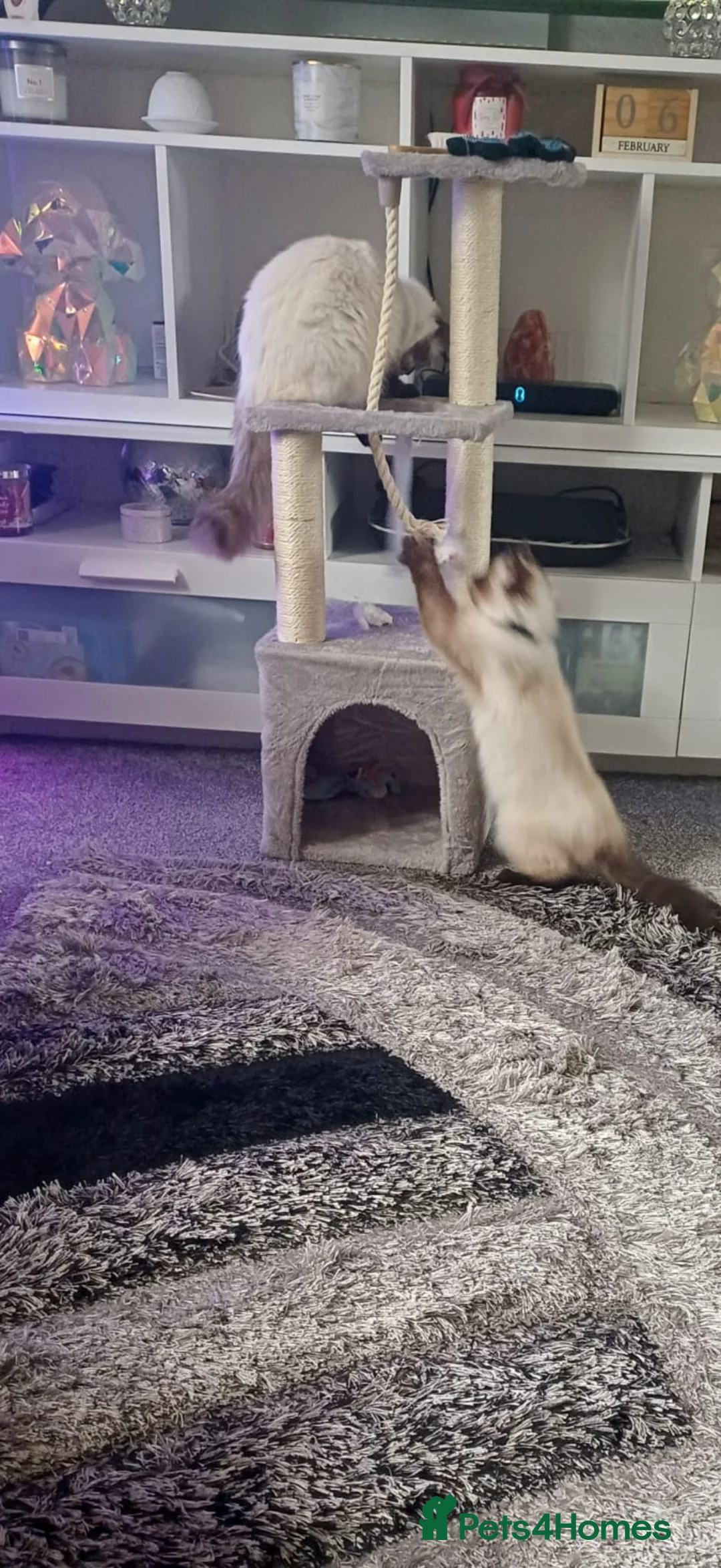 Ragdoll cats for sale: Two Ragdolls for Rehome/sale - Advert 1