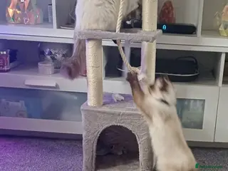 Ragdoll cats Two Ragdolls for Rehome/sale - Advert 1