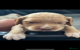 Cocker Spaniel dogs for sale: 5 beautiful working cocker spaniels 3 boys 2 girls - Image 19