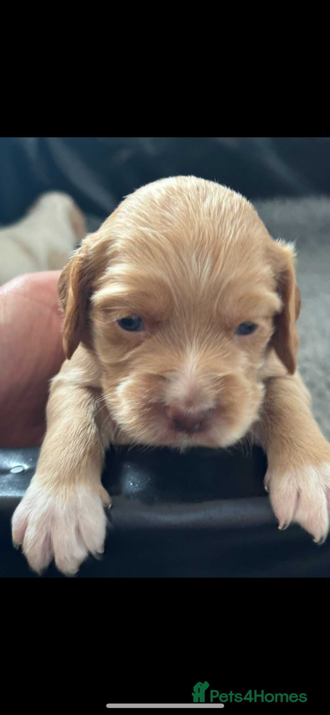 Cocker Spaniel dogs for sale: 5 beautiful working cocker spaniels 3 boys 2 girls - Image 19