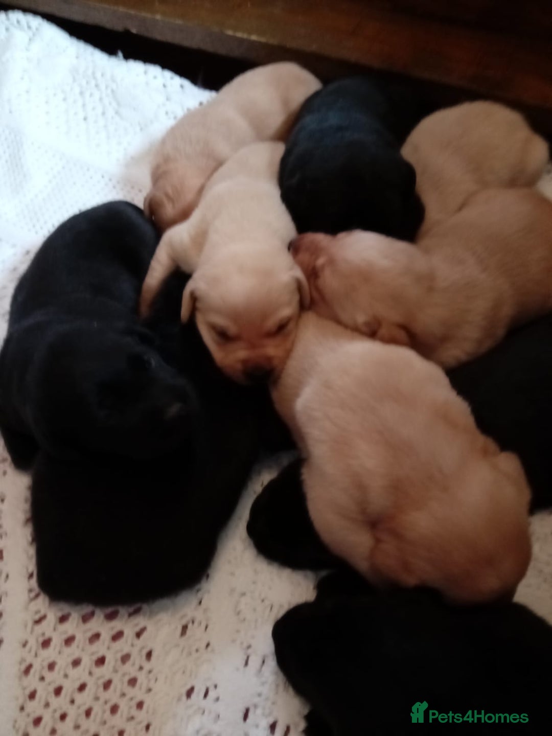 Labrador Retriever dogs for sale: KC reg DNA tested labrador puppies - Image 5