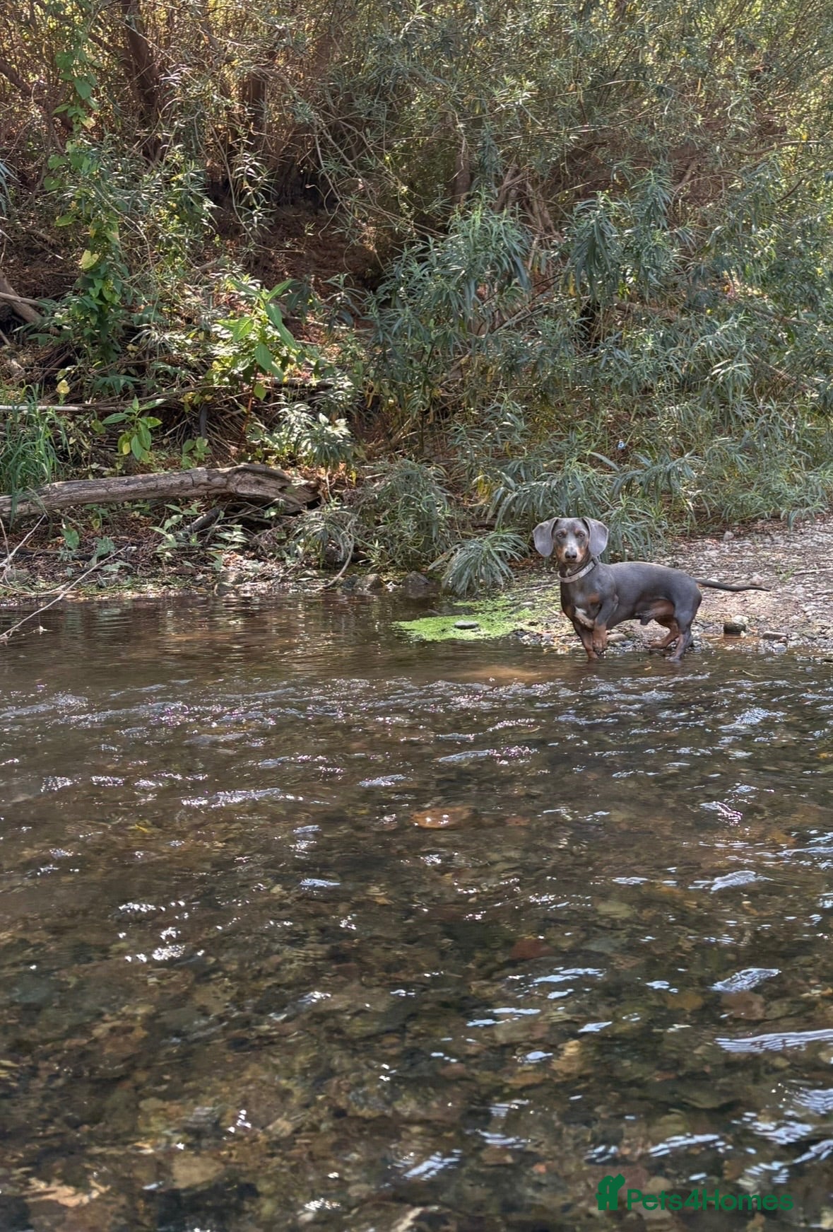 Miniature Dachshund dogs 🐾SNOOP🐾 blue and tan SMALL STANDARD stud(proven) - Advert 4