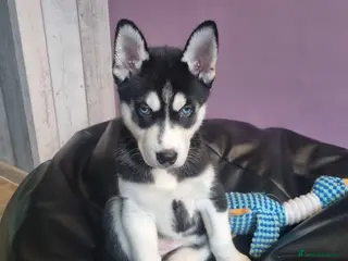 Siberian Husky dogs Stunning blue eyed siberian huskys - Advert 1