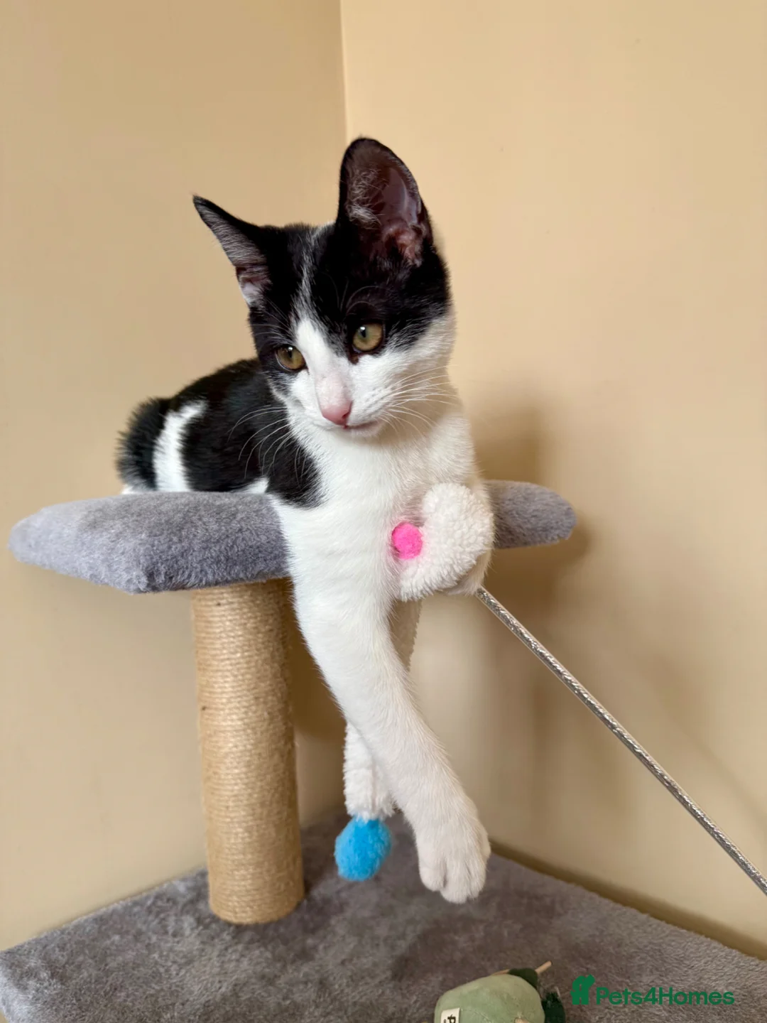 Mixed Breed cats for sale: Kitten for Rehoming – 5 Months Old - Advert 2