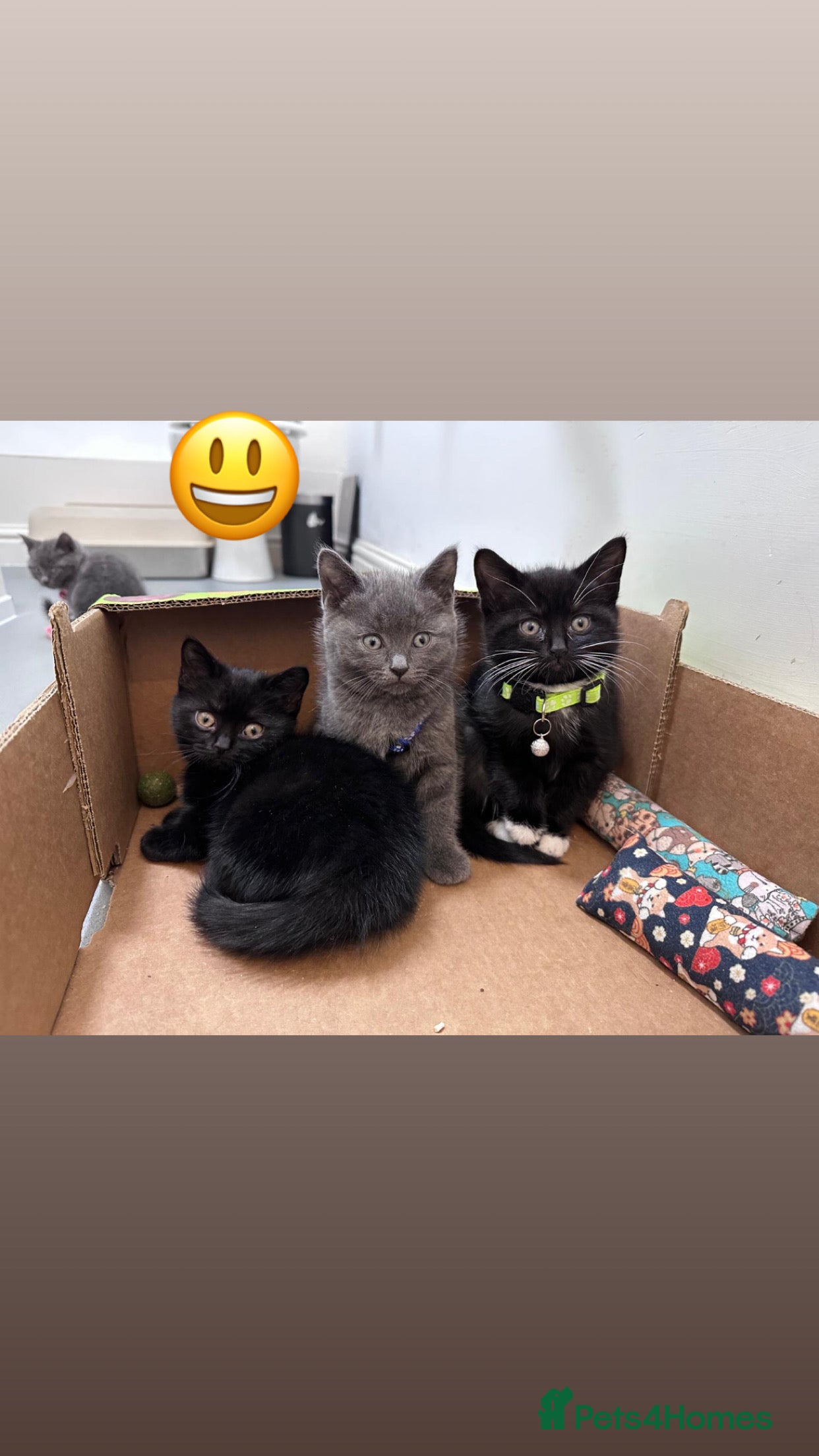 British Shorthair cats lovable - Advert 1