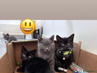 British Shorthair cats lovable - Advert 2