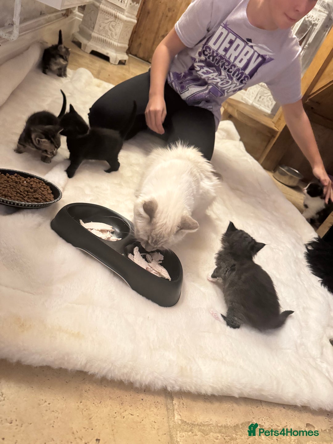 Ragdoll cats for sale: Half ragdoll stunningly marked kittens  - Image 8
