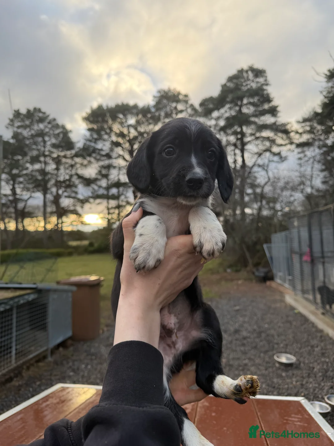 Sprollie dogs for sale: Striking Springer Spaniel x Collie Puppies - Advert 12