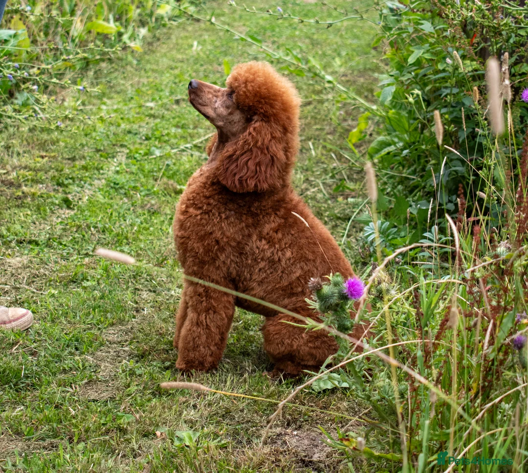 Miniature Poodle dogs for stud: KC Red Miniature Poodle For Stud  - Advert 4