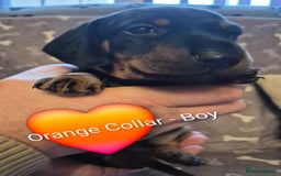 Dachshund dogs for sale: Standard Dachshund Puppies - Advert 29