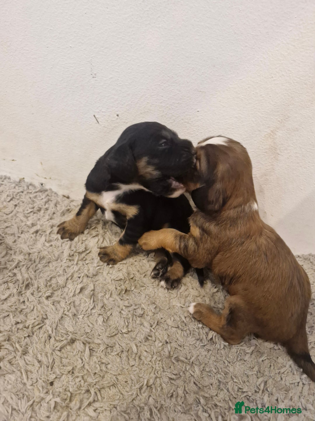 Sprocker dogs for sale: 🐾 Beautiful Sprocker Spaniel Puppies – £1000 🐾 - Advert 11