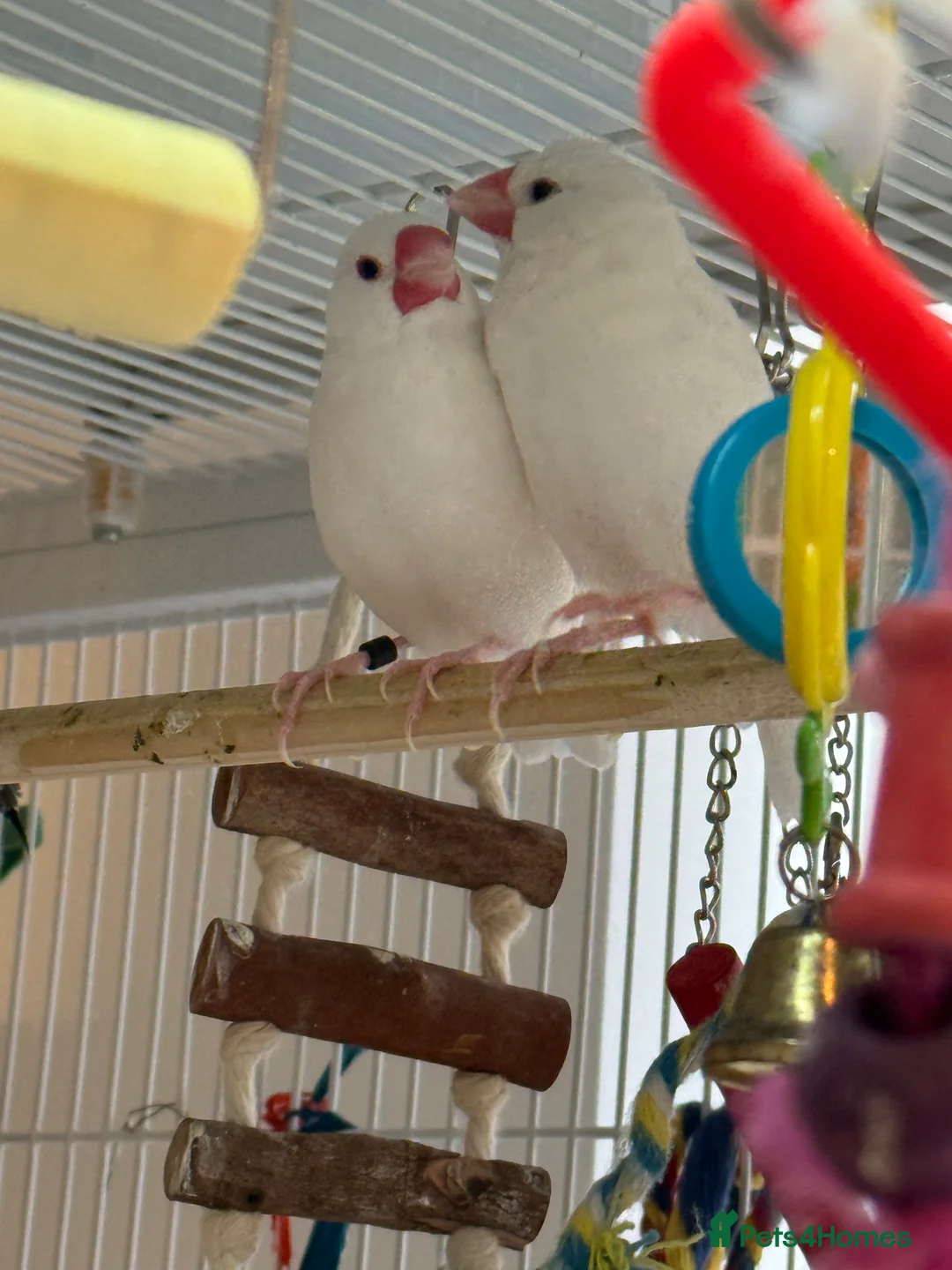 Finches birds for sale: Java sparrows bonded male and female 6 months old  - Advert 2