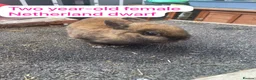 Mixed Breed rabbits for sale: Mix rabbits please read listing  - Advert 15