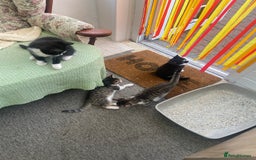 British Shorthair cats for sale: Four adorable kitchens available for great homes - Image 2