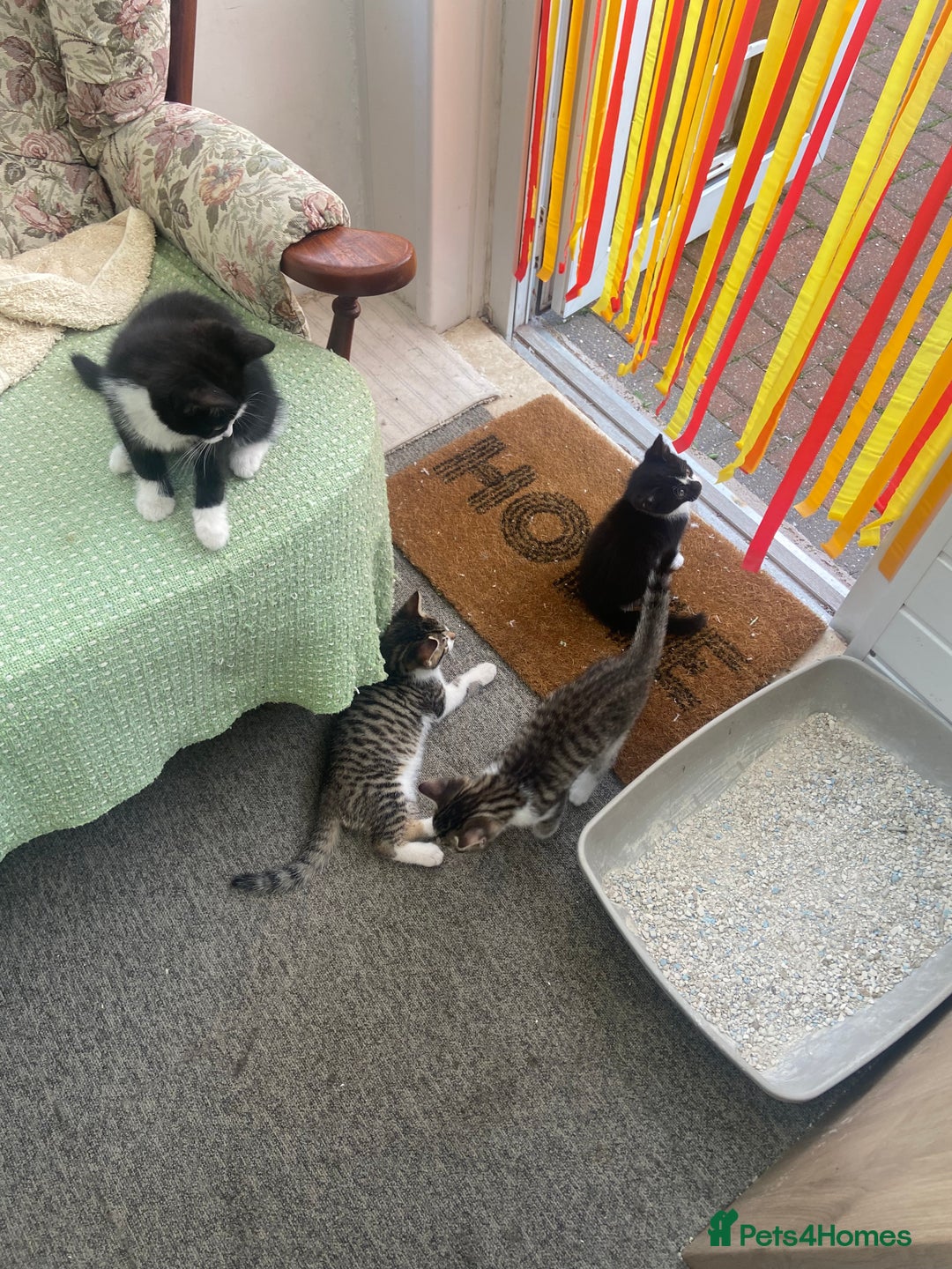 British Shorthair cats for sale: Four adorable kitchens available for great homes - Image 2