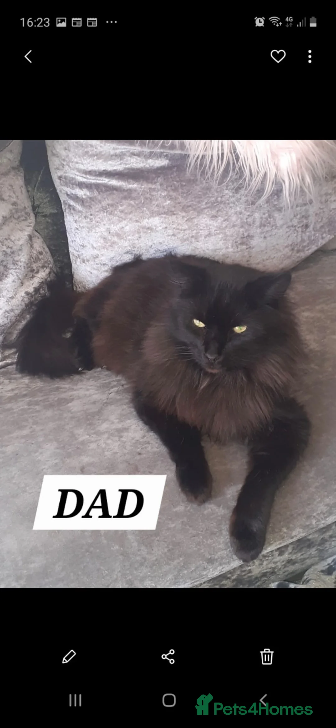 Norwegian Forest Cat cats for sale: Norwegian forest mixed Russian blue - Advert 2