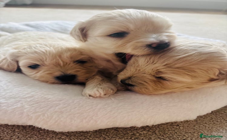 Maltipoo dogs Gorgeous Maltipoo puppies  - Advert 15