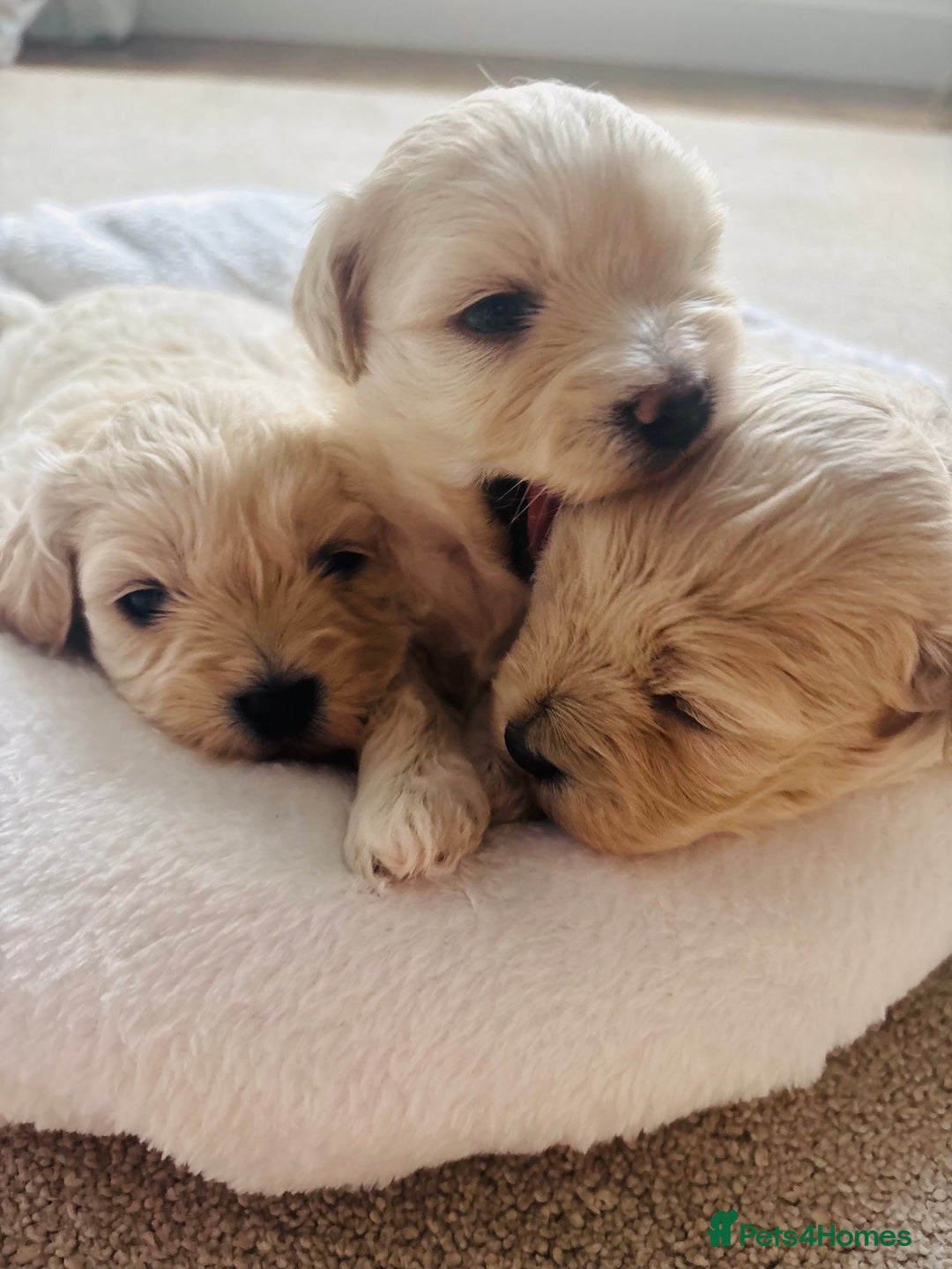 Maltipoo dogs for sale: Gorgeous Maltipoo puppies  - Advert 1