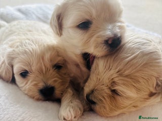 Maltipoo dogs Gorgeous Maltipoo puppies - Advert 1