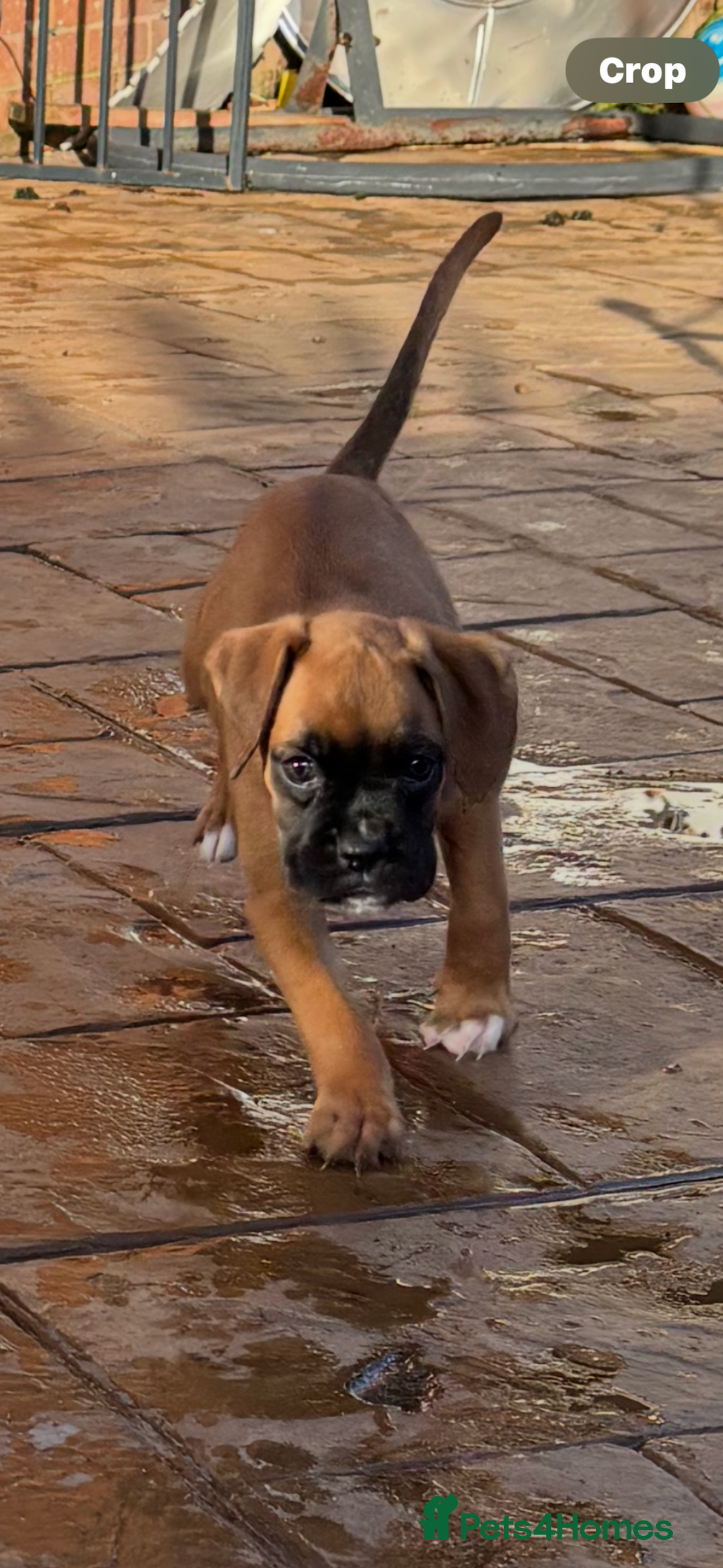 Boxer dogs for sale: Boxer pups  - Advert 3