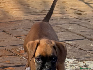 Boxer dogs Boxer pups - Advert 11