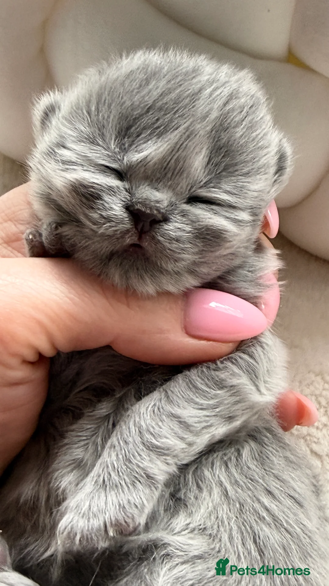 British Shorthair cats for sale: BRITISH BLUE KITTENS FROM CHAMPIONS LINE 🏆 - Advert 2