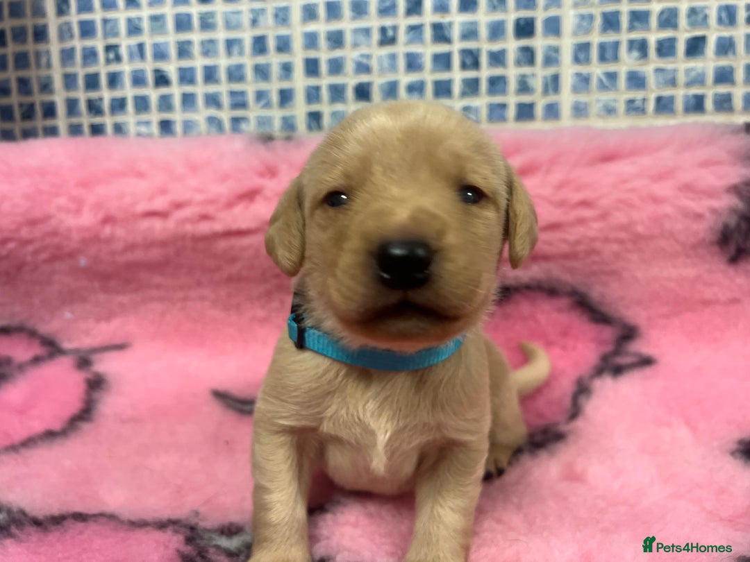 Labrador Retriever dogs for sale: 2 Labrador Retrievers girls left  - Advert 27