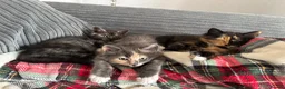 Mixed Breed cats for sale: Breed Mixed kittens  - Advert 5