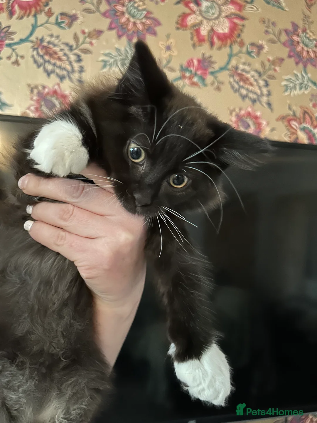 Maine Coon cats for sale: Maine coon cross - Advert 8