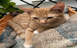 British Shorthair cats for sale: A cute family of 3 - Image 2